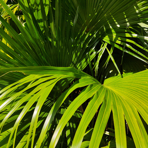 草莓视频污破解
